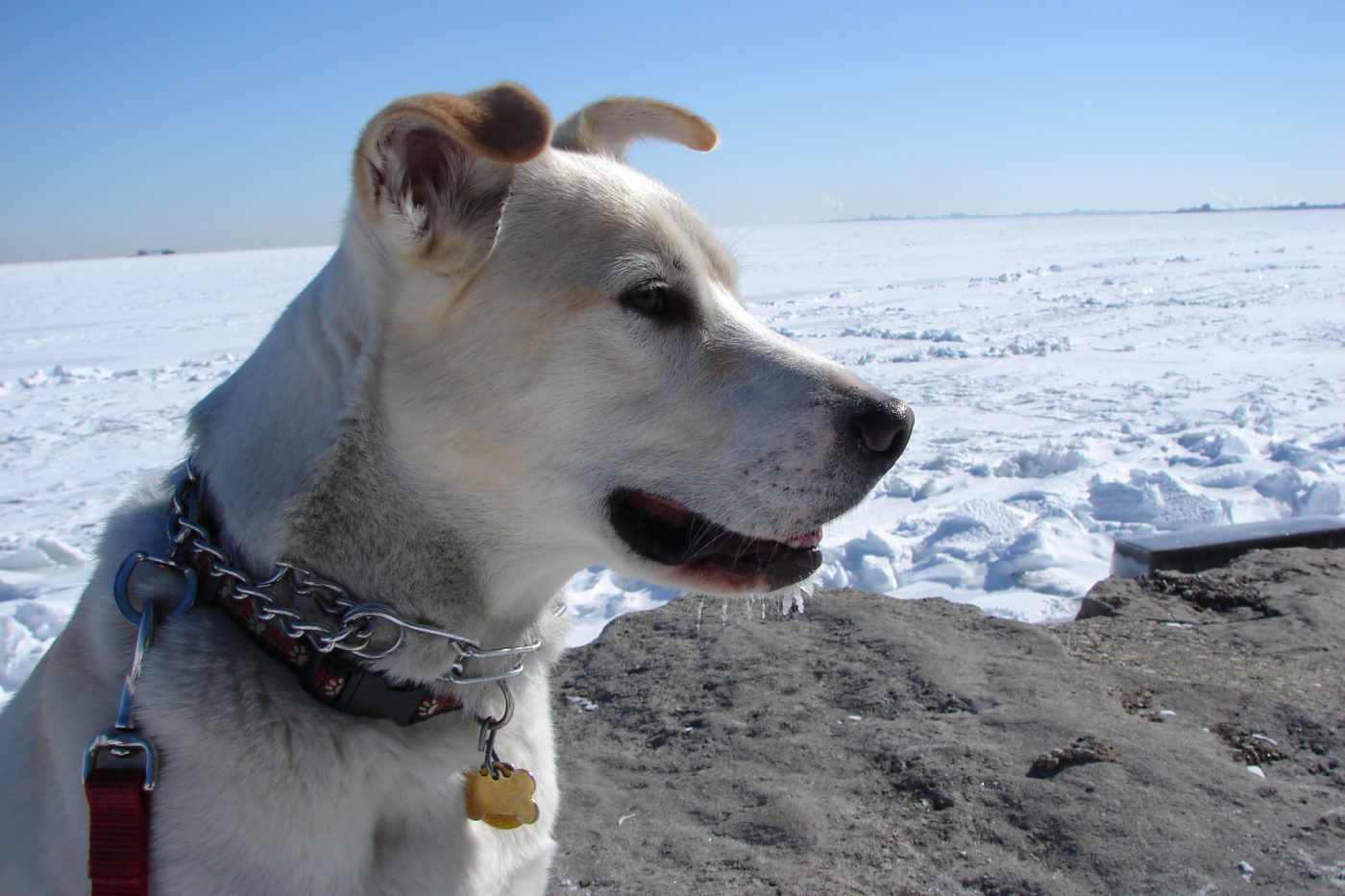 Cotton at Lake Michigan